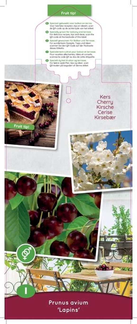 Prunus a. 'Lapins' - C5 60-80 CM Patio